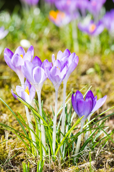 Stock photo: Purple Crocus Flowers