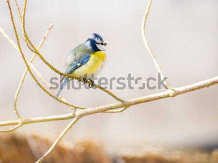 Blue Tit Bird Stock photo © manfredxy