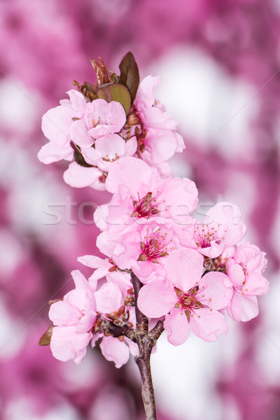 Roz piersic flori primăvară glorie copac Imagine de stoc © manfredxy