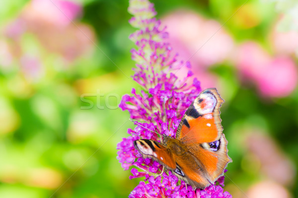 Paon papillon nectar fleur macro [[stock_photo]] © manfredxy