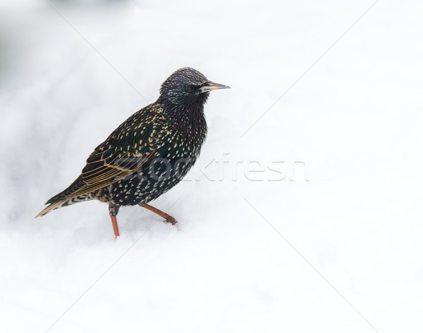 Stock photo: Starling bird standing in the snow
