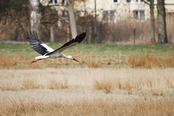 Unter Storch Bereich Natur Stock foto © manfredxy