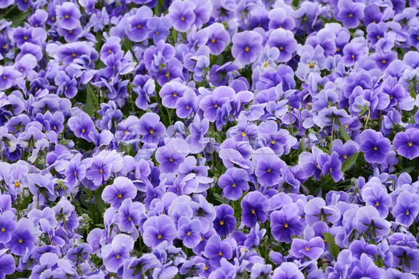 Viola Flowers Stock photo © manfredxy