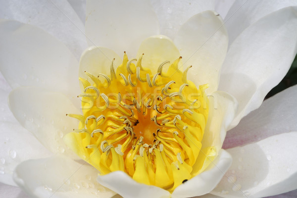 White lotus Stock photo © manfredxy