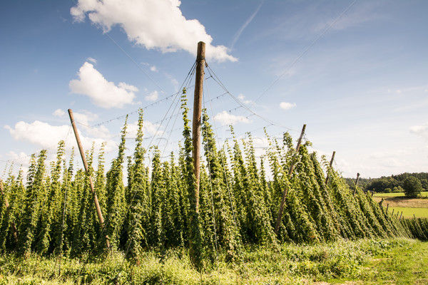 Growing Hops Stock photo © manfredxy
