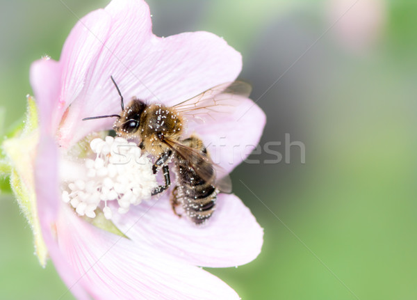 Méh gyűjt virágpor rózsaszín virág virág méh Stock fotó © manfredxy