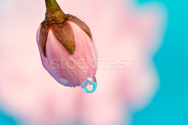 Dew Drop Kirschblüten bud Natur Wassertropfen Stock foto © manfredxy