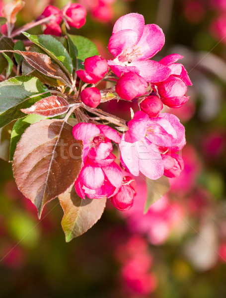 Stock photo: Flowering apple tree with pink blossoms