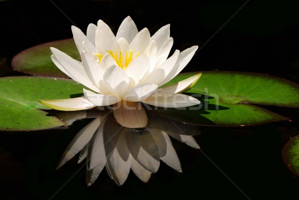 White lotus flower Stock photo © manfredxy
