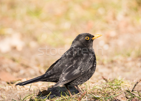 Männlich Amsel Sitzung Boden Natur Feder Stock foto © manfredxy