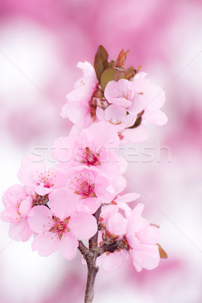 Pink peach blossoms Stock photo © manfredxy