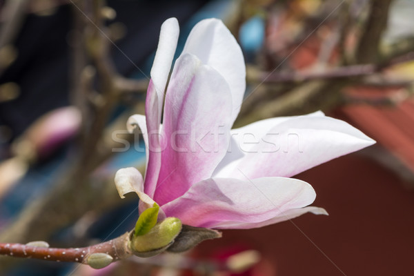 Stok fotoğraf: çiçekli · manolya · ağaç · beyaz · çiçek · dal