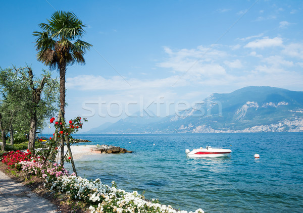 Flowers at Lake Garda Stock photo © manfredxy