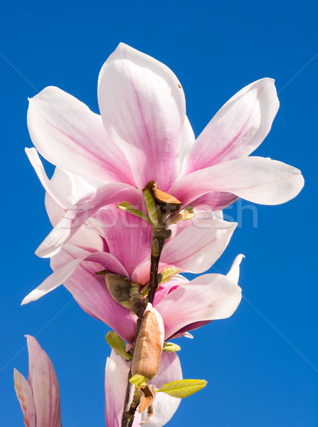 Roz magnolie flori Blue Sky floare copac Imagine de stoc © manfredxy