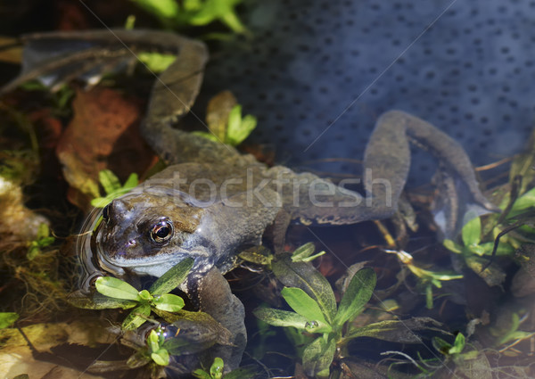 Karakurbağası kurbağa küçük su doğa havuz Stok fotoğraf © manfredxy