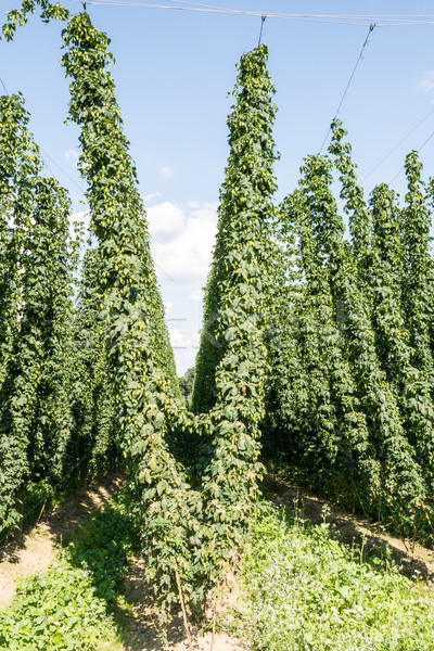 Growing Hops Stock photo © manfredxy