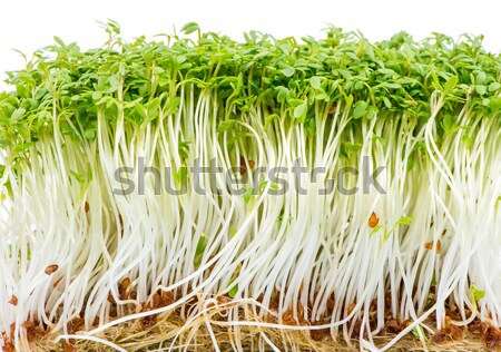 Geïsoleerd tuin bos voedsel salade plant Stockfoto © manfredxy