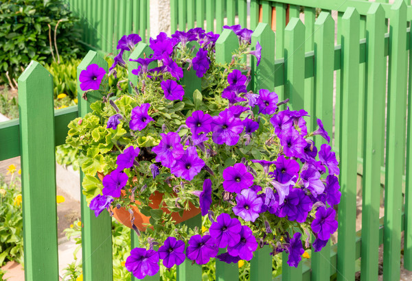 Petunia flower deco at a wooden fence Stock photo © manfredxy