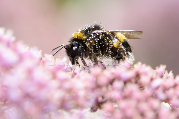 Poszméh tele virágpor rózsaszín virág természet méh Stock fotó © manfredxy