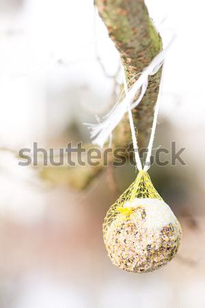 Fat Ball as bird food Stock photo © manfredxy