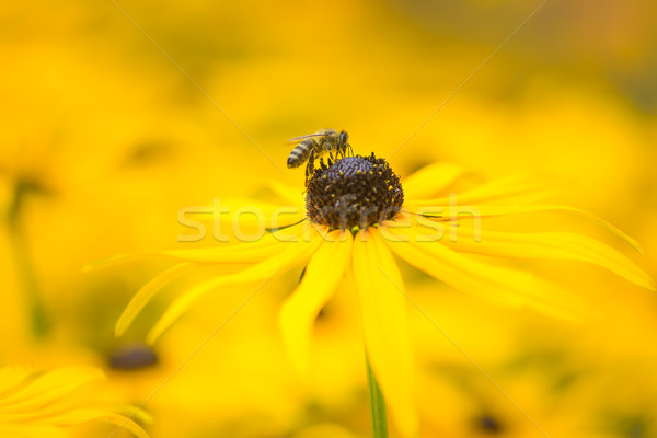 Bee on a yellow echinacea flower Stock photo © manfredxy