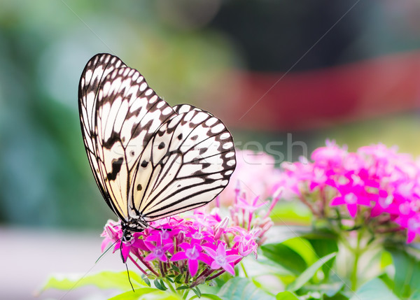 Foto d'archivio: Albero · farfalla · fiore · fiore · macro