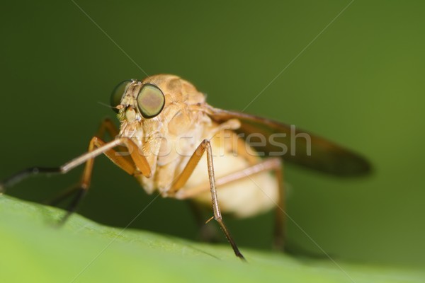 Horse Fly Stock photo © manfredxy