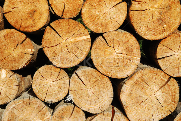 商業照片: 木材 · 樹 · 木 · 抽象