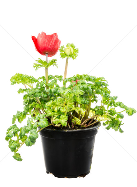 Isolated potted red Anemone flower Stock photo © manfredxy