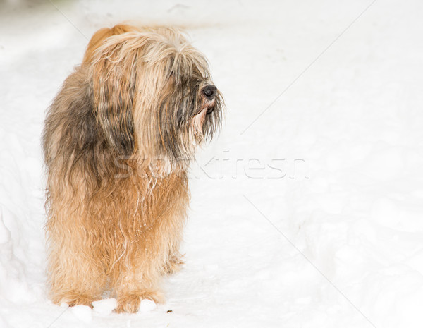 Terrier kutya áll hó hosszú hajú természet Stock fotó © manfredxy