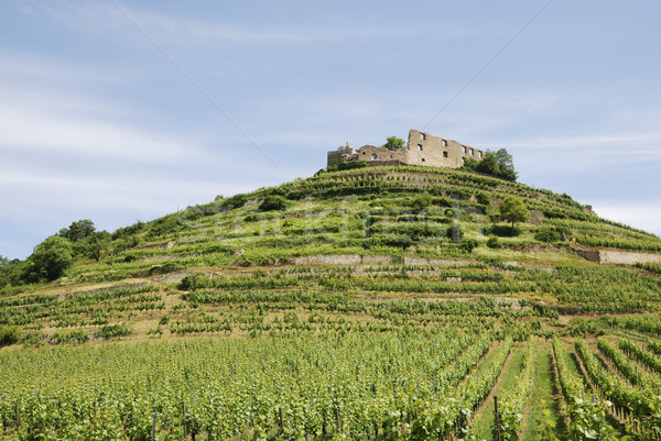 Castle on a vineyard Stock photo © manfredxy
