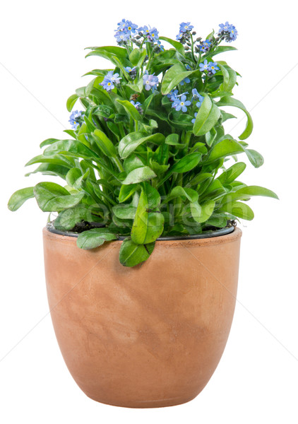 Isolated potted blue Myosotis flower Stock photo © manfredxy
