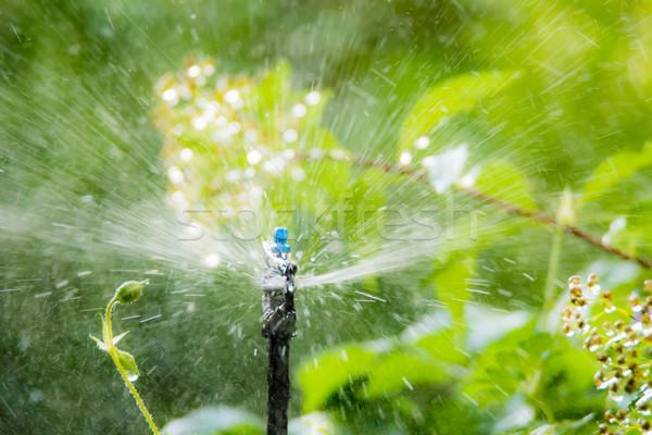 Garden irrigation with an automatic watering system Stock photo © manfredxy