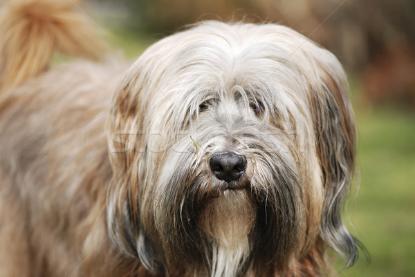 Tibetan Terrier Dog Stock photo © manfredxy