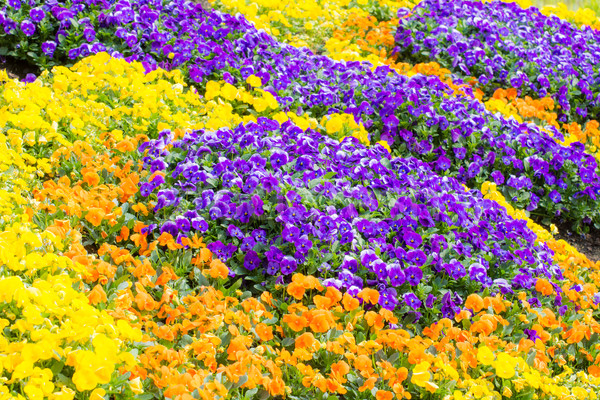 Pansy flowers Stock photo © manfredxy