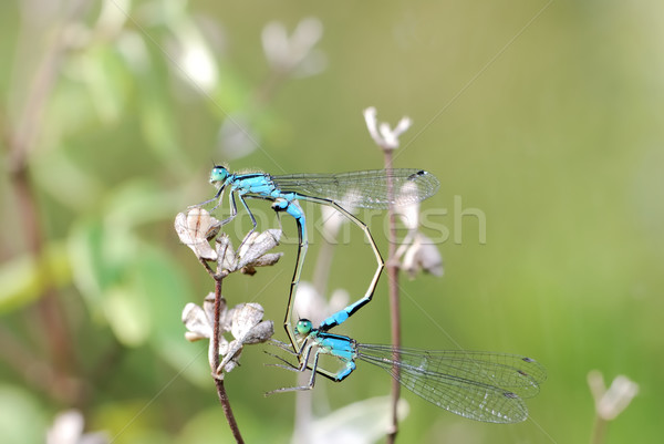 Makro çift mavi bitki kanatlar güzel Stok fotoğraf © manfredxy