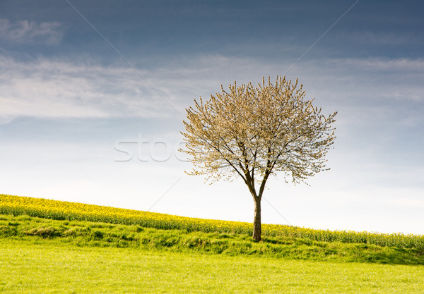 Stock photo: Landscape with a flowering tree