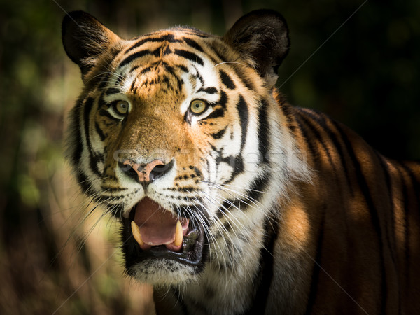 Stock photo: Wild siberian tiger in the jungle