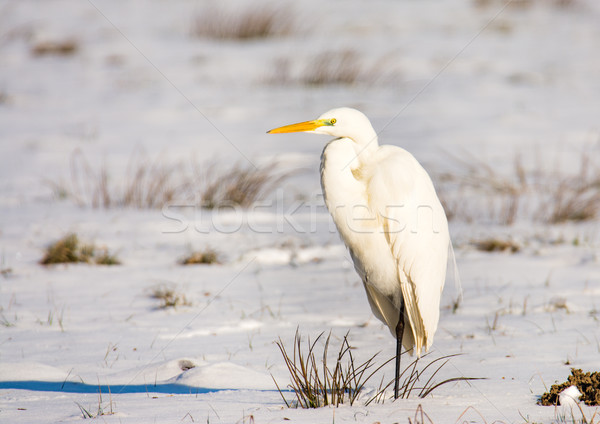 White great egret standing in a snow covered meadow Stock photo © manfredxy