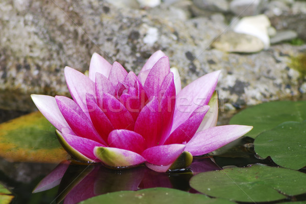 Lotus Flower Stock photo © manfredxy