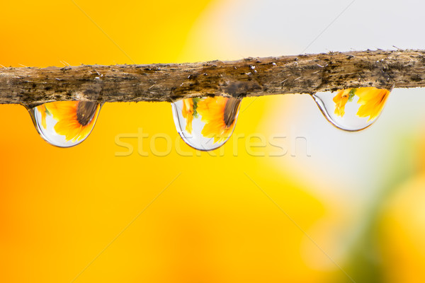 Flower and Raindrops Stock photo © manfredxy