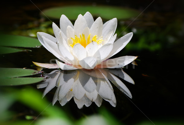 White lotus Stock photo © manfredxy