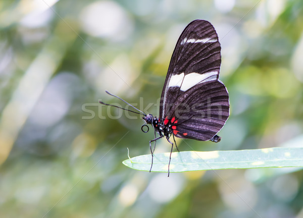 Tropical Butterfly Stock photo © manfredxy