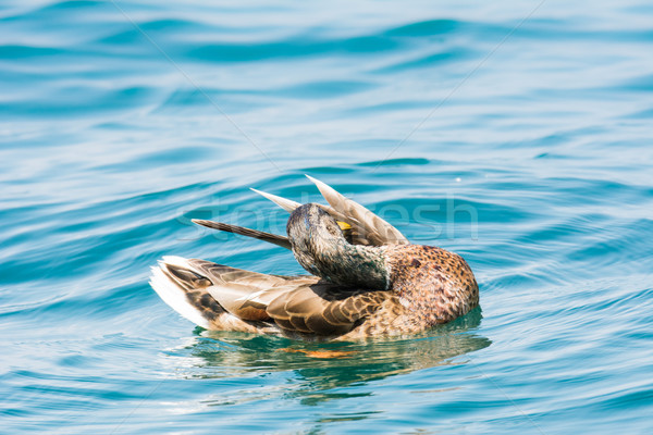 Female wild duck Stock photo © manfredxy