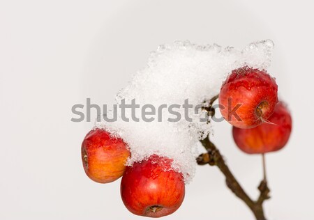 Stockfoto: Rijp · appels · gedekt · sneeuw · bevroren · selectieve · aandacht