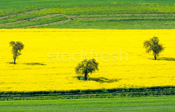 Bäume gelb Vergewaltigung Bereich Stock foto © manfredxy