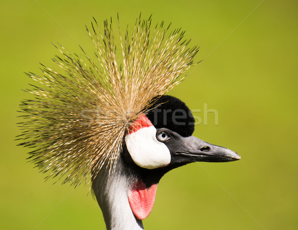 Portrait of a grey crowned crane Stock photo © manfredxy