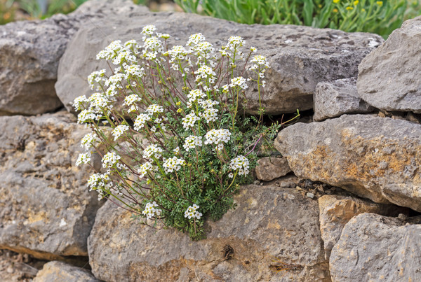 Rockery with white flowers Stock photo © manfredxy