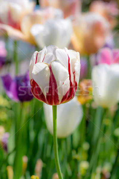 Outstanding tulip flower in a flowerbed Stock photo © manfredxy