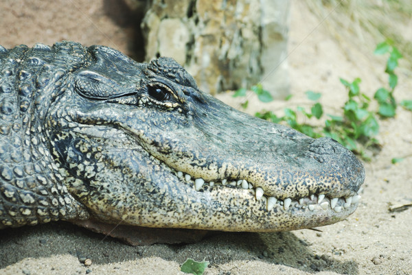 Alligator Portrait Stock photo © manfredxy